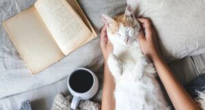 orange and white cat resting while a human pets it near a book and cup of coffee