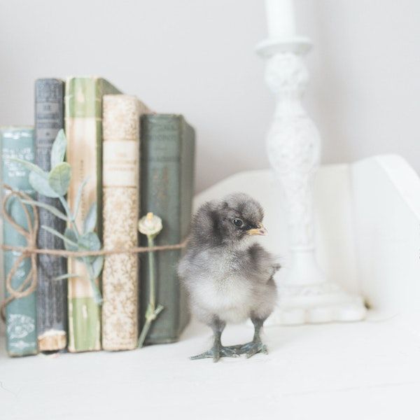 20 Cute Pics of Animals   Books  Because Why Not - 81