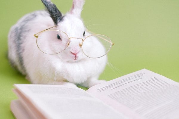 20 Cute Pics of Animals   Books  Because Why Not - 61