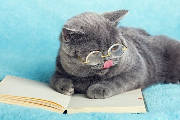 20 Cute Pics of Animals   Books  Because Why Not - 1