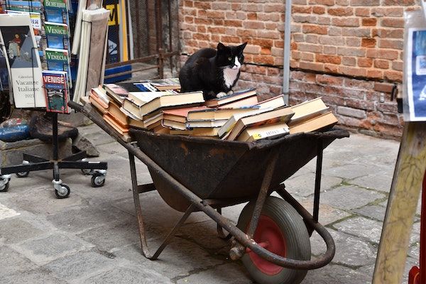 a black and white cat perched on top of a wheelbarrow full of books