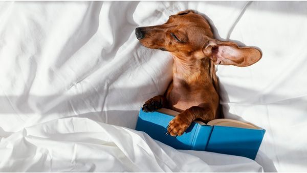 a small brown Dachshund asleep on white sheets with a blue open book on top of it