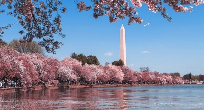 dc cherry blossoms and Washington monument