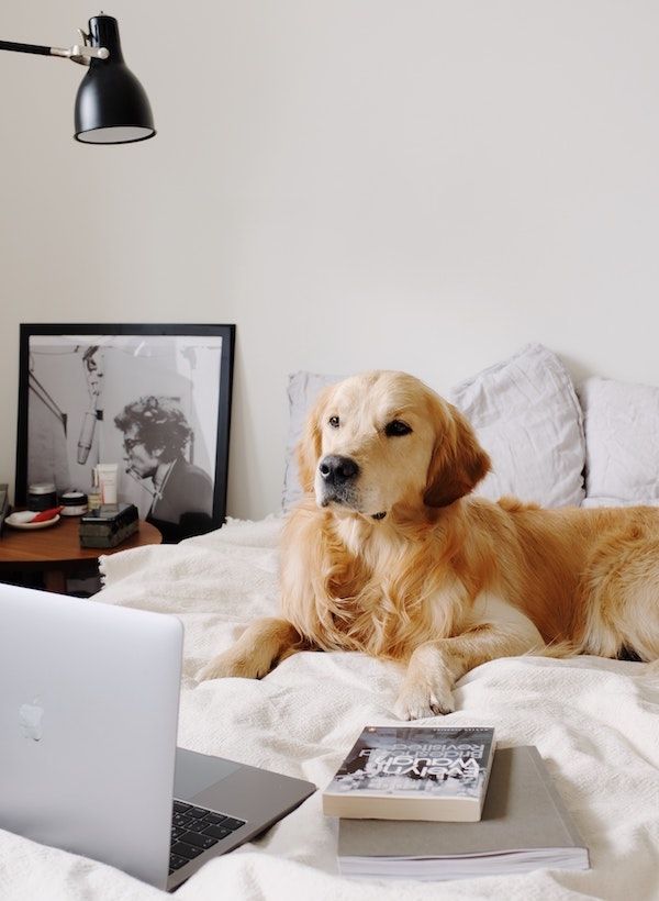 golden retriever on bed on top of a white comforter. The dog is positioned in front of an open silver laptop with a couple of books off to the side