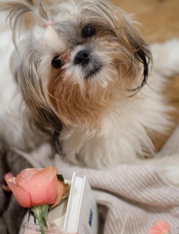a white and brown dog on a white blanket. In front of the dog is a set of three or four books tied together with ribbon and a pink rose on top