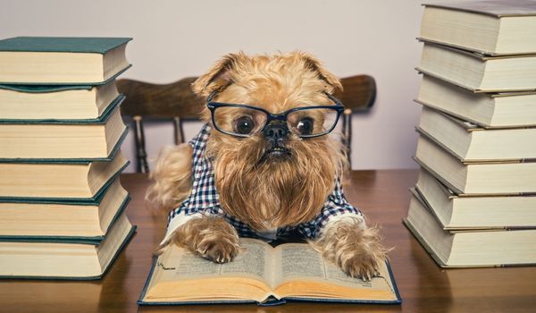 20 Cute Pics of Animals   Books  Because Why Not - 3