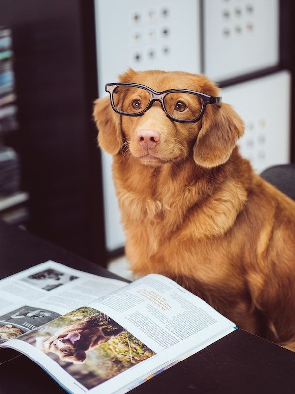 a golden retriever wearing thin-rimmed black glasses. In front of him is a book or magazine containing images of a dog that looks just like them