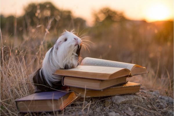 20 Cute Pics of Animals   Books  Because Why Not - 48