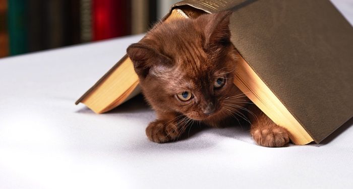 small brown kitten peeking out from under a hardcover book
