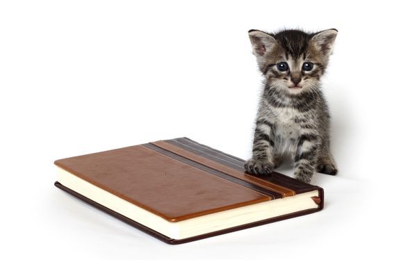 small grey kitten standing next to a closed brown hardcore book