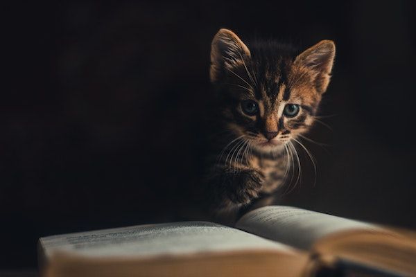 20 Cute Pics of Animals   Books  Because Why Not - 66