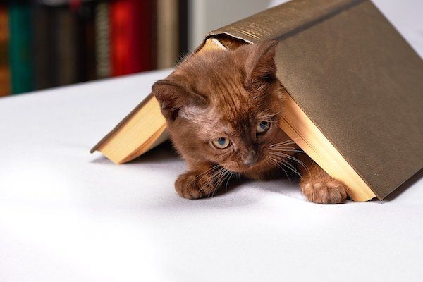 small brown kitten peeking out from under a hardcover book