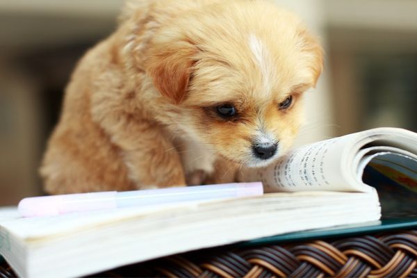 20 Cute Pics of Animals   Books  Because Why Not - 47