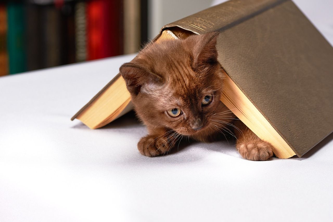 A brown kitten is poking its head out from under a brown leather-bound book that has been placed face-sown on a white table. An out-of-focus bookshelf is partially visible in the background.
