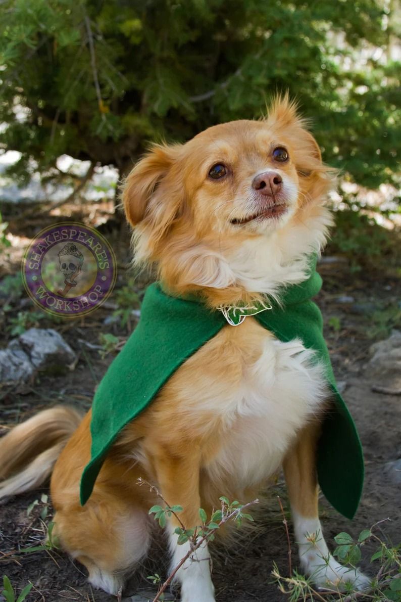 a photo of a dog wearing a green cape with a leaf clasp