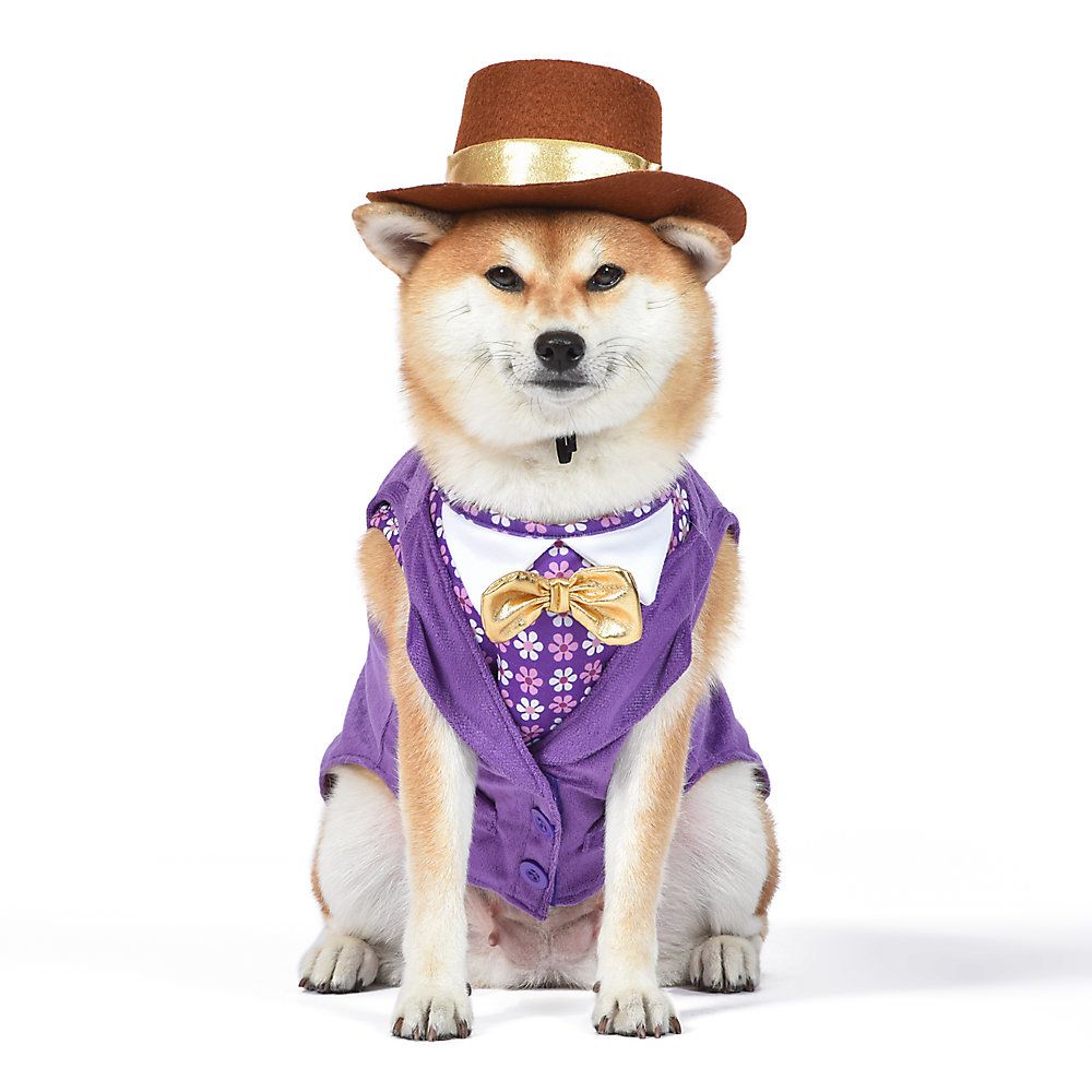 a photo of a dog wearing a Willy Wonka costume