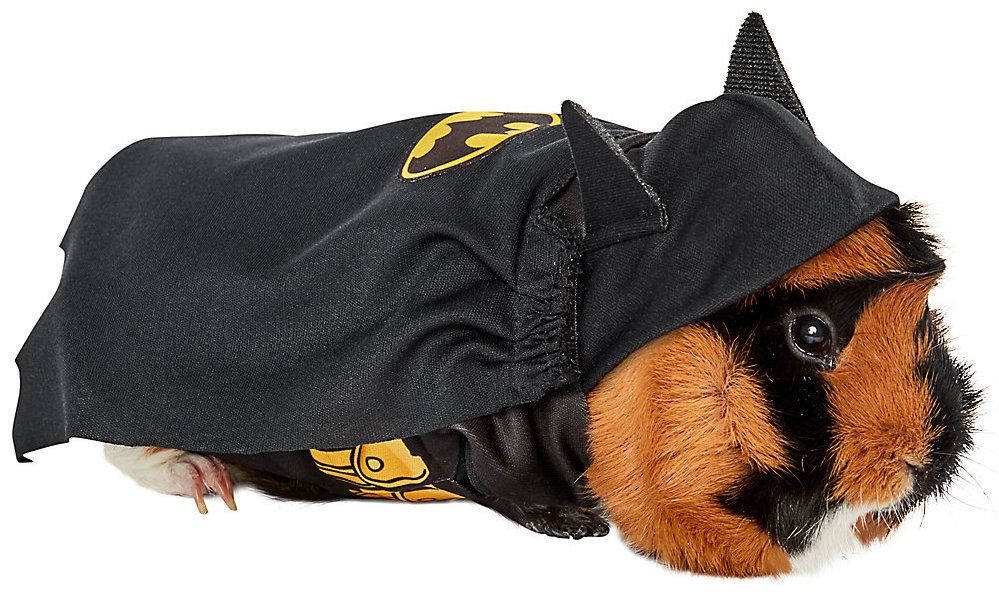 a photo of a guinea pig wearing a Batman costume