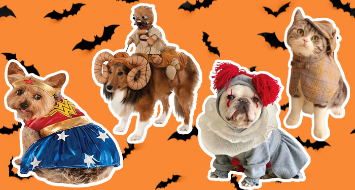 20+ Adorable Dog Halloween Costumes