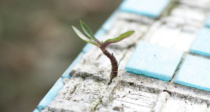 a photo of a small plant starting to grow through tiles