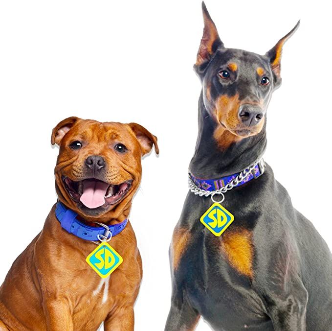 a photo of two dogs wearing Scooby Doo tags