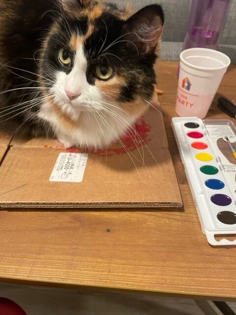 A calico longhair cat loafs on cardboard and leaves next to watercolor set