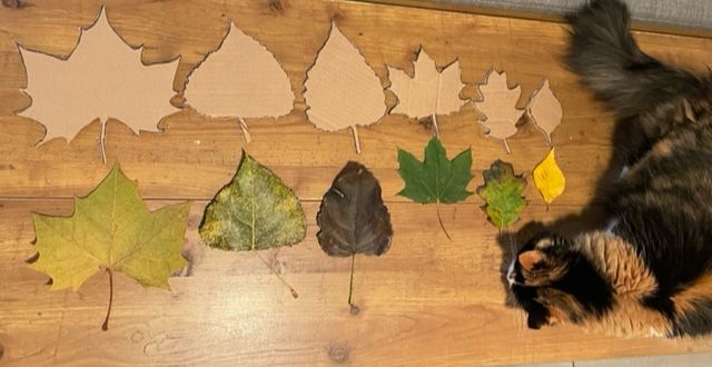 Leaves displayed with the cardboard cutout stencils made from them. On the side is a curious long haired cat.