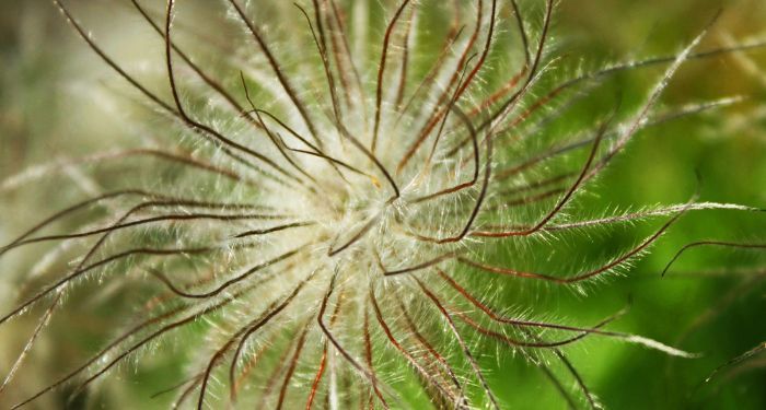 closeup of a spider-like looking plant