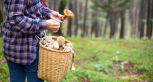 a photo of someone in the woods picking mushrooms