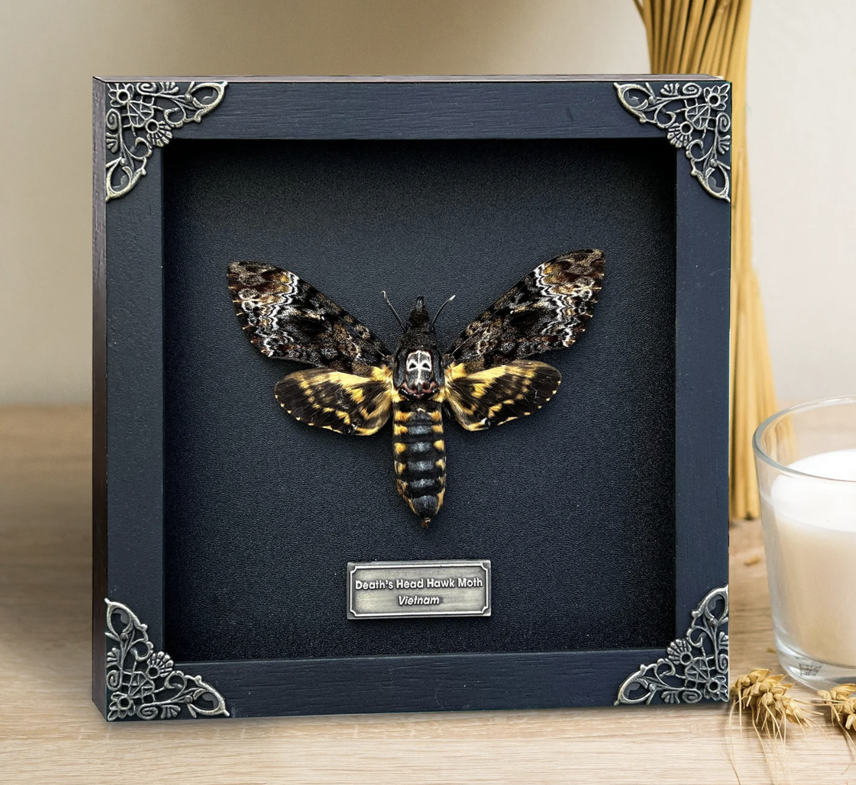 A taxidermied Death's Head Moth on a black ground in a black frame.