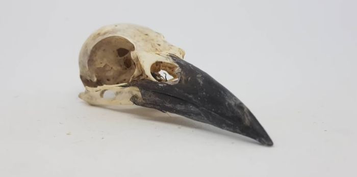 a photo of a rook skull