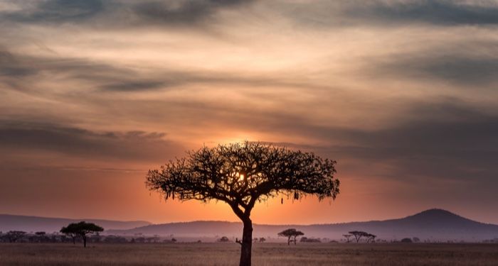 serengeti sunset