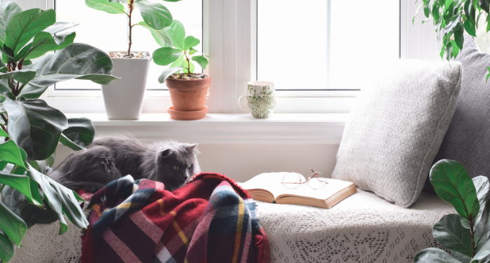 a photo of a cozy reading nook with a cat