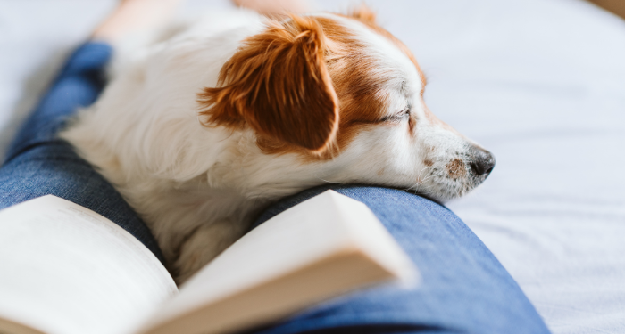 a photo of someone with a book in their lap and a dog asleep on their legs
