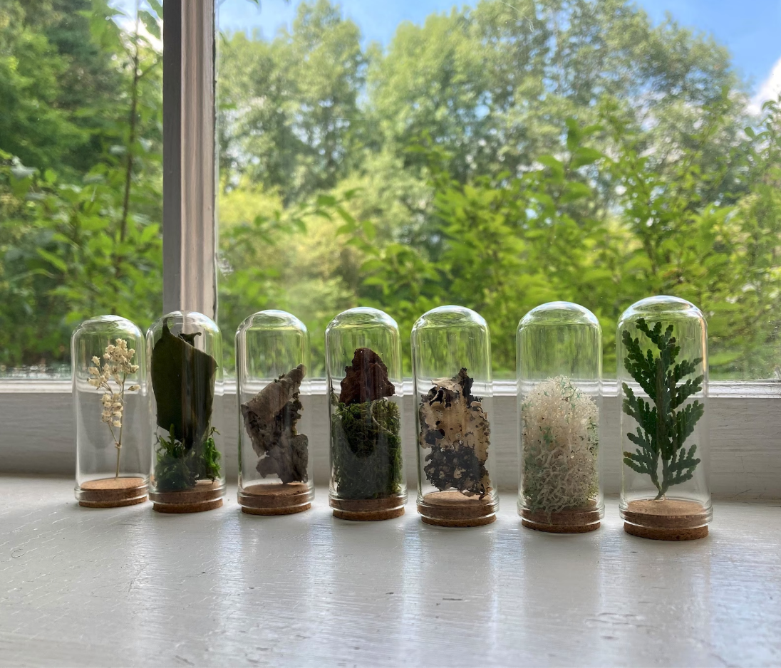 a row of seven botanical glass domes with various dried plants and flowers inside