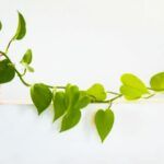 Image of an ivy plant