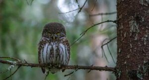 a glaring own perched on a tree branch | science books about animals
