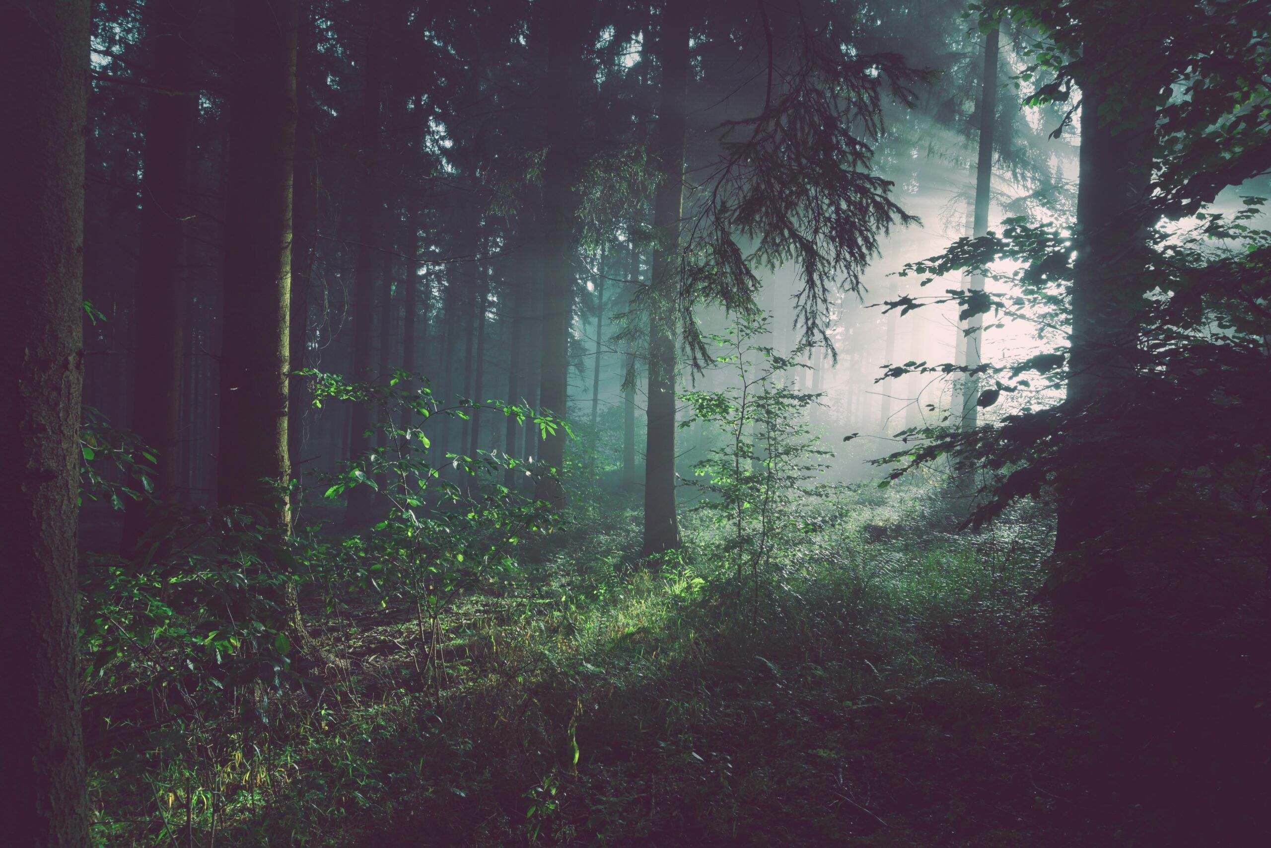 forest with light and fog