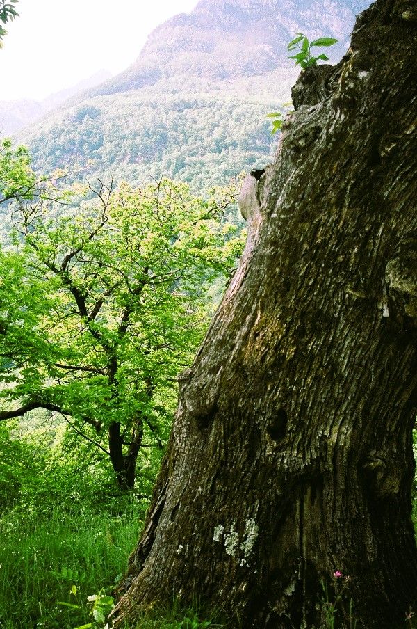 Image of large tree with rough bark in foreground, and lush green woodland in the background