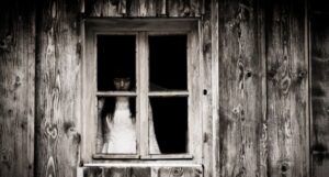 black and white image of a woman in an old fashioned white dress staring out of a window