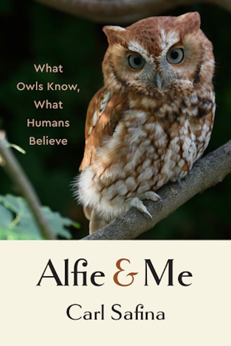 cover of Alfie and Me