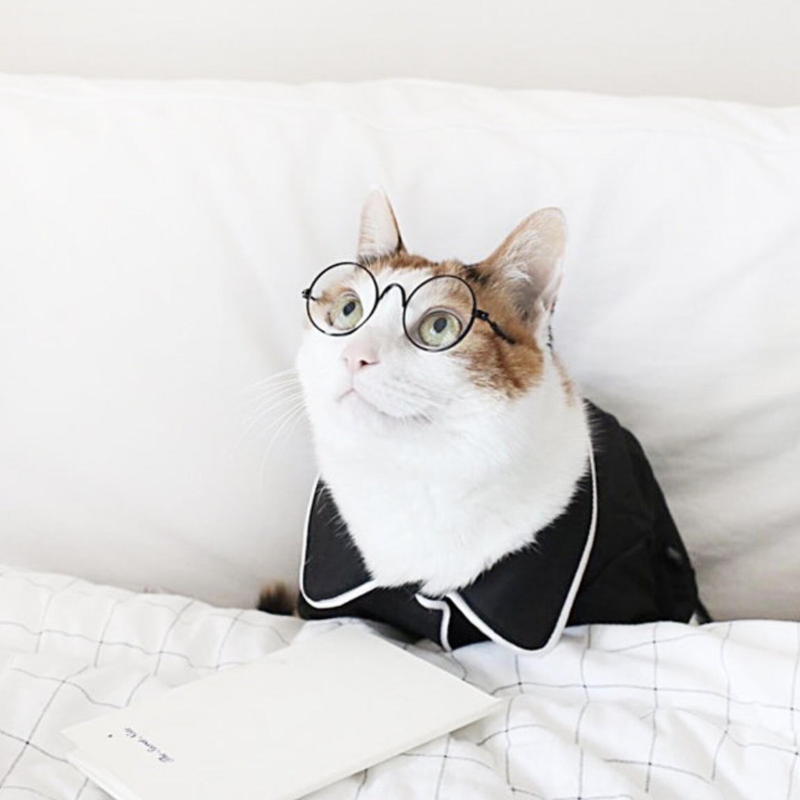 A white cat with brownish spots is tucked into a white bed in black pajamas with a pair of round wire frame glasses on its face