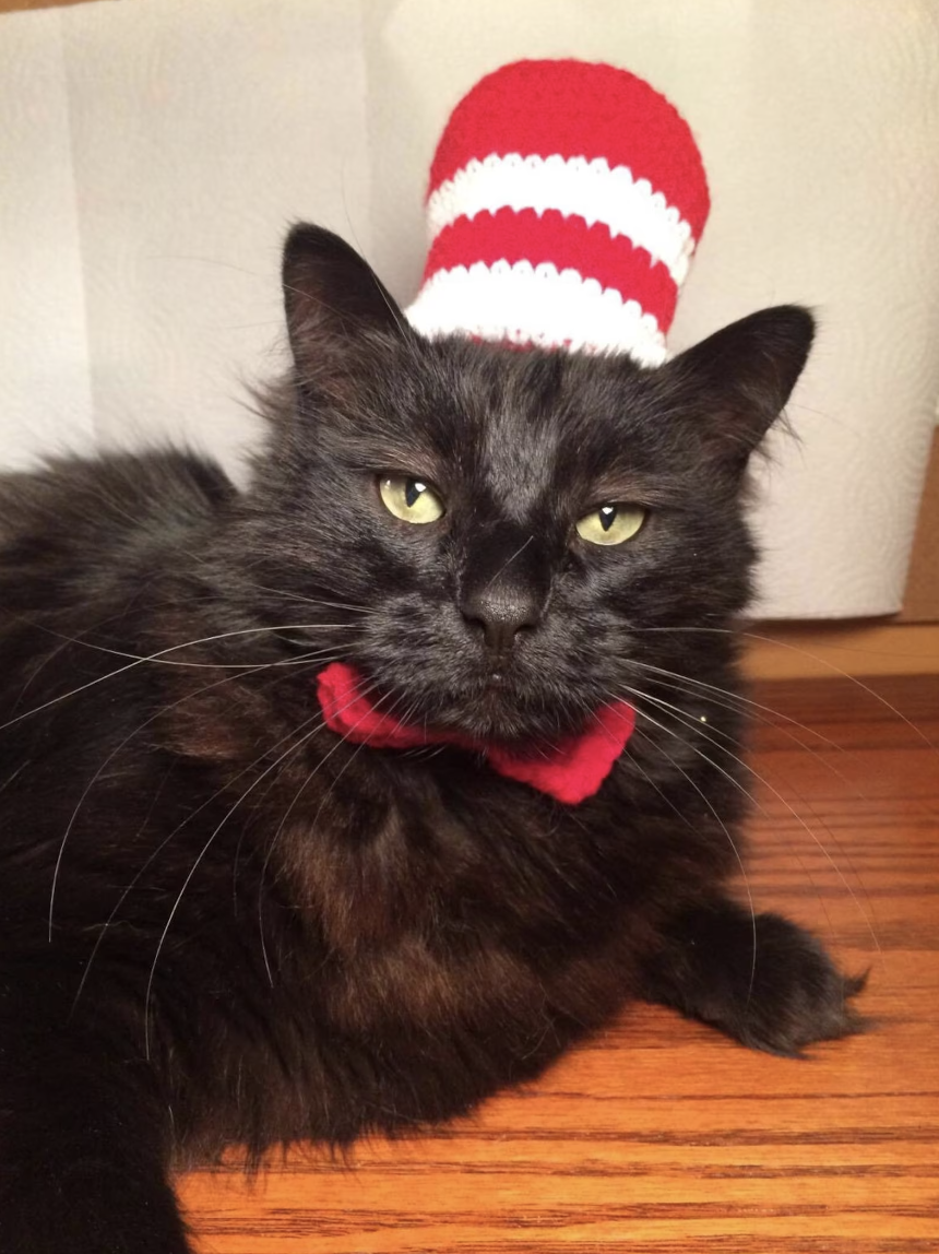 A black cat in a crocheted red and white striped top hat and a red bowtie