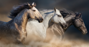 a photo of horses running through dust