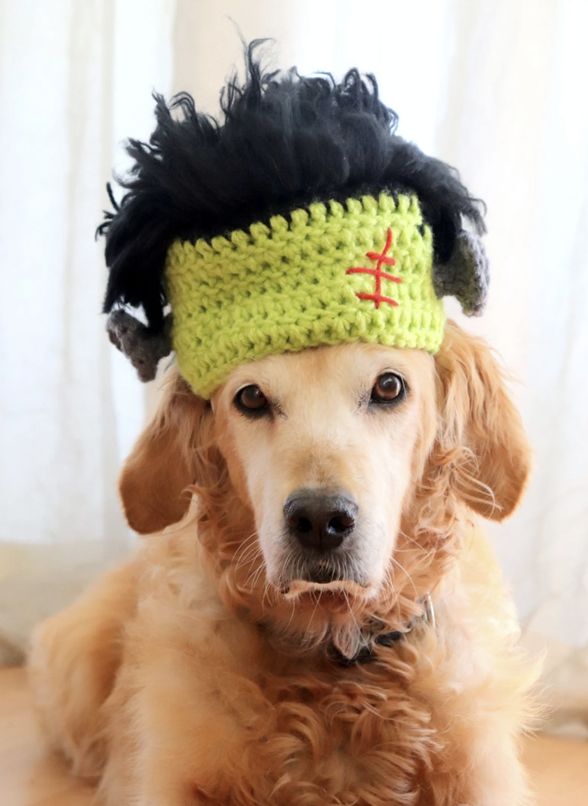 A golden retriever in a crocheted Frankenstein hat with a green base with red scar and black fluffy hair on top