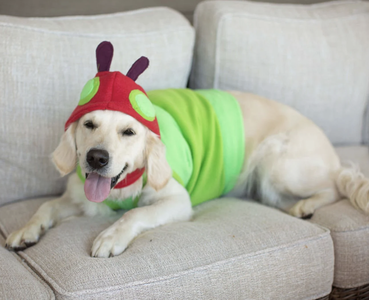 Yellow lab in a green felt shirt and red and green hat like The Very Hungry Caterpillar