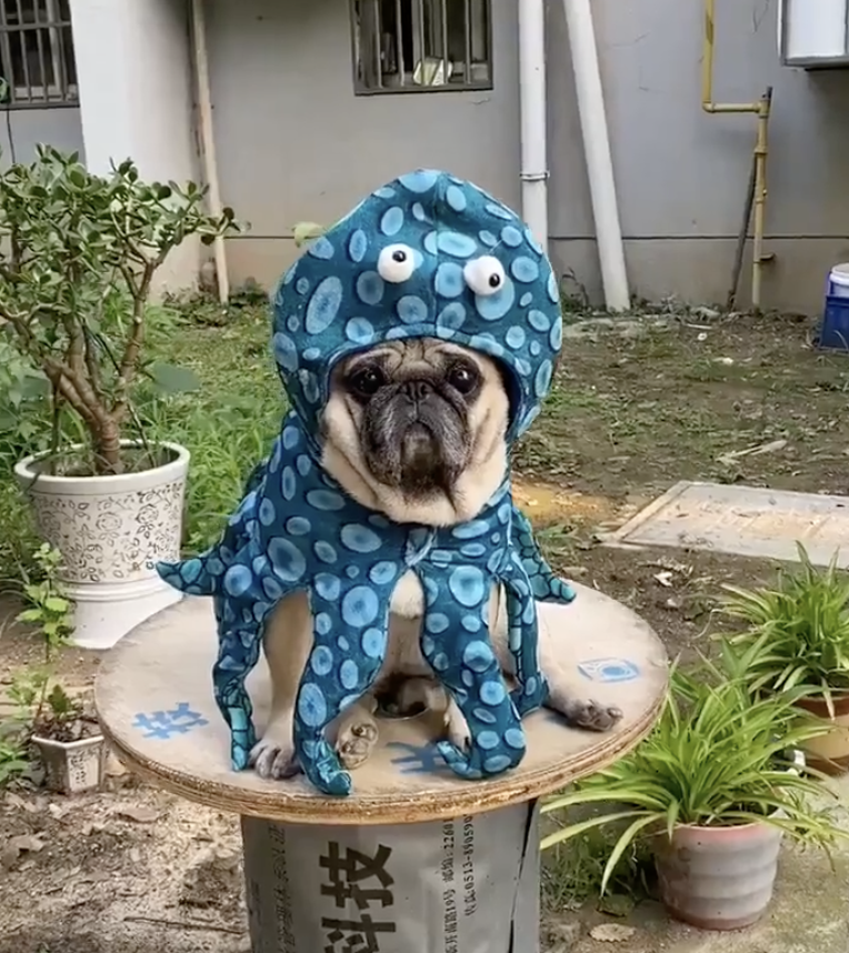 A pug in a blue spotted octopus costume