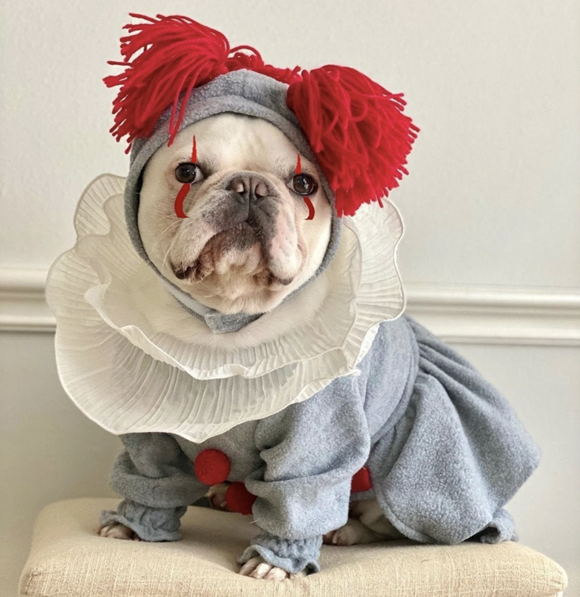 American bulldog in a clown Pennywise costume with white neck ruff and red yarn wig