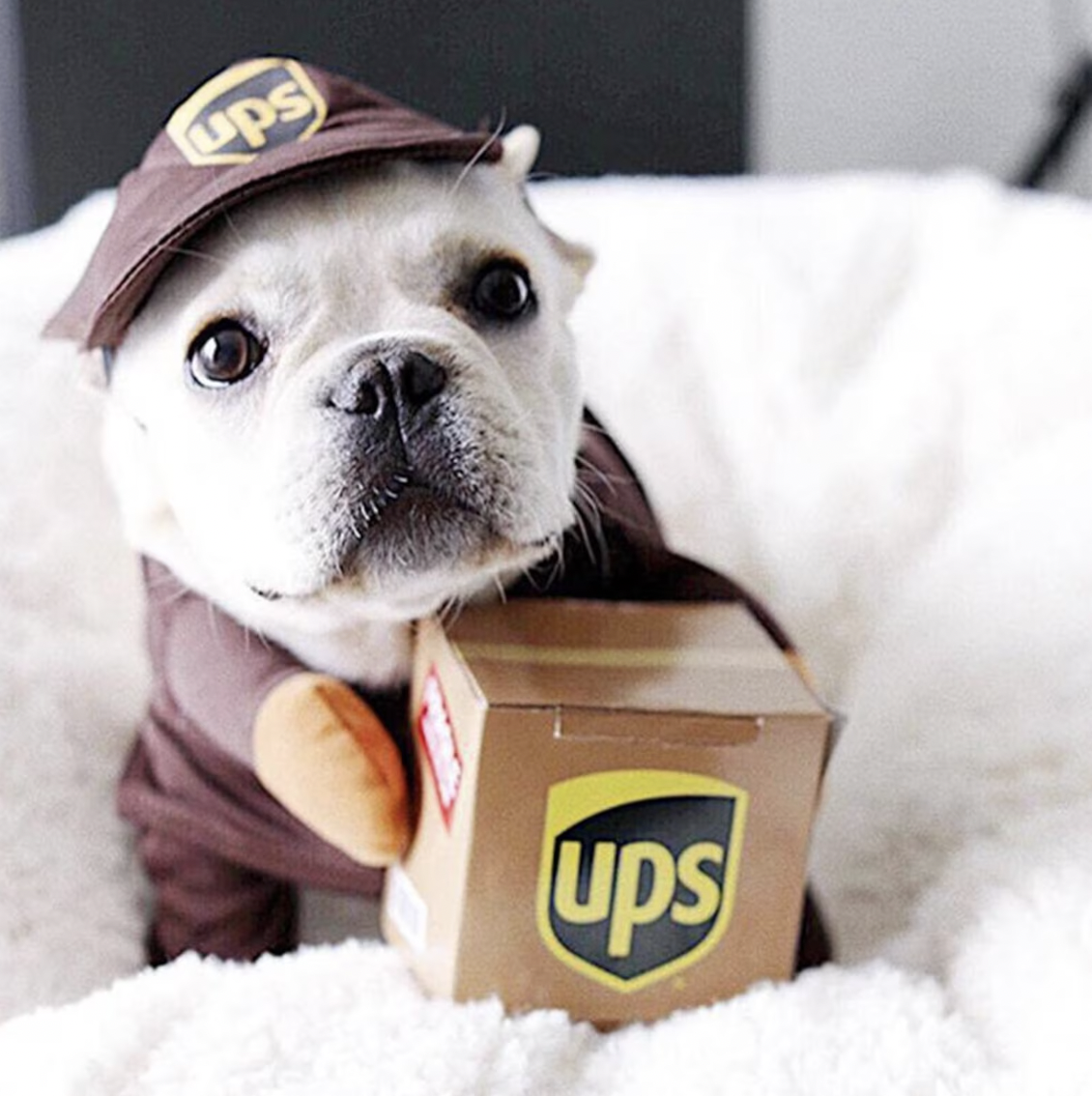 Small white dog in brown UPS delivery person costume with tiny box