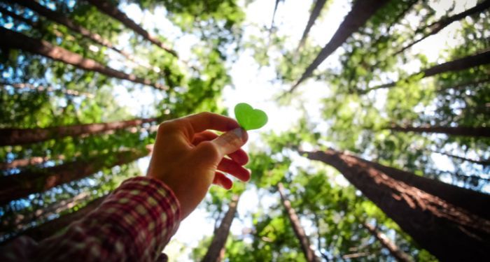 a fair-skinned hand holding a green heart up towards a canopy of redwood trees