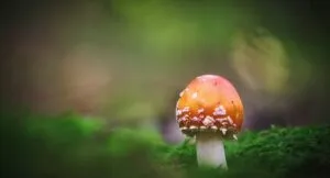 an orange and white mushroom